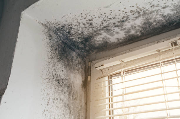 Affordable Attic Mold Remediation solutions in Midland, VA
